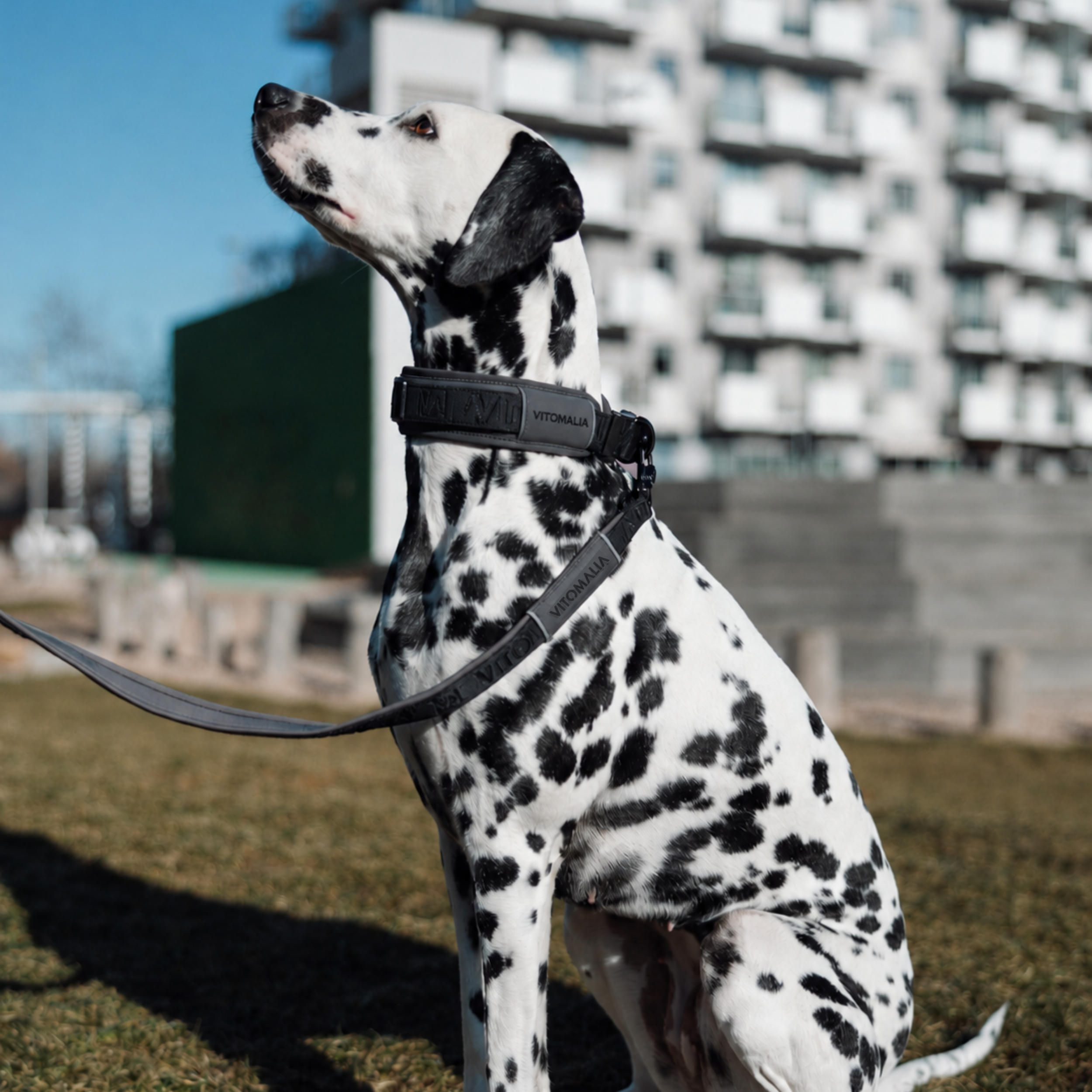 Reflective three-way adjustable Dog Leash Anthracite - 2.2 m