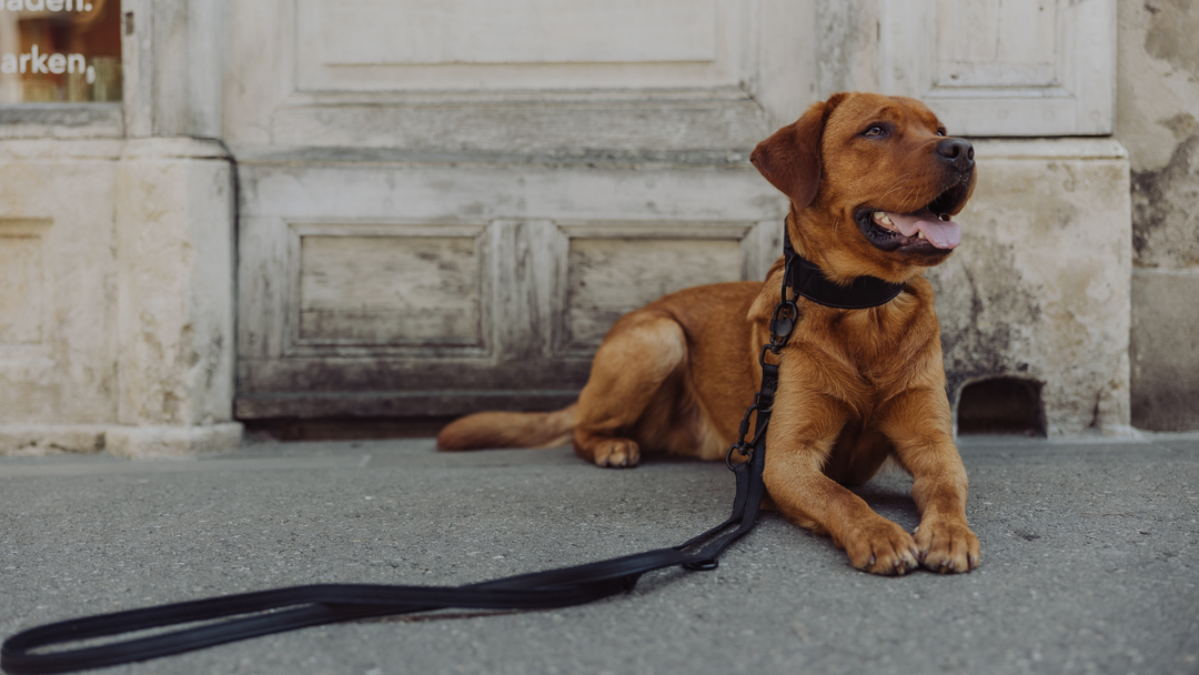 Piñatex Luxus-Hundehalsband - Nachhaltiges Ananas-Leder in Schwarz - Vitomalia - Hundehalsband Luxus Edition