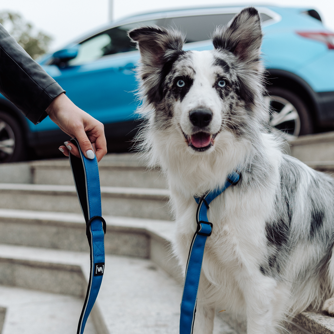 Wide Moxon Retriever Leash with reflective stripes and anti-choke pull stop in blue - Easy Go Edition