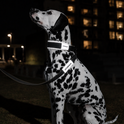 Reflective Dog Collar, khaki
