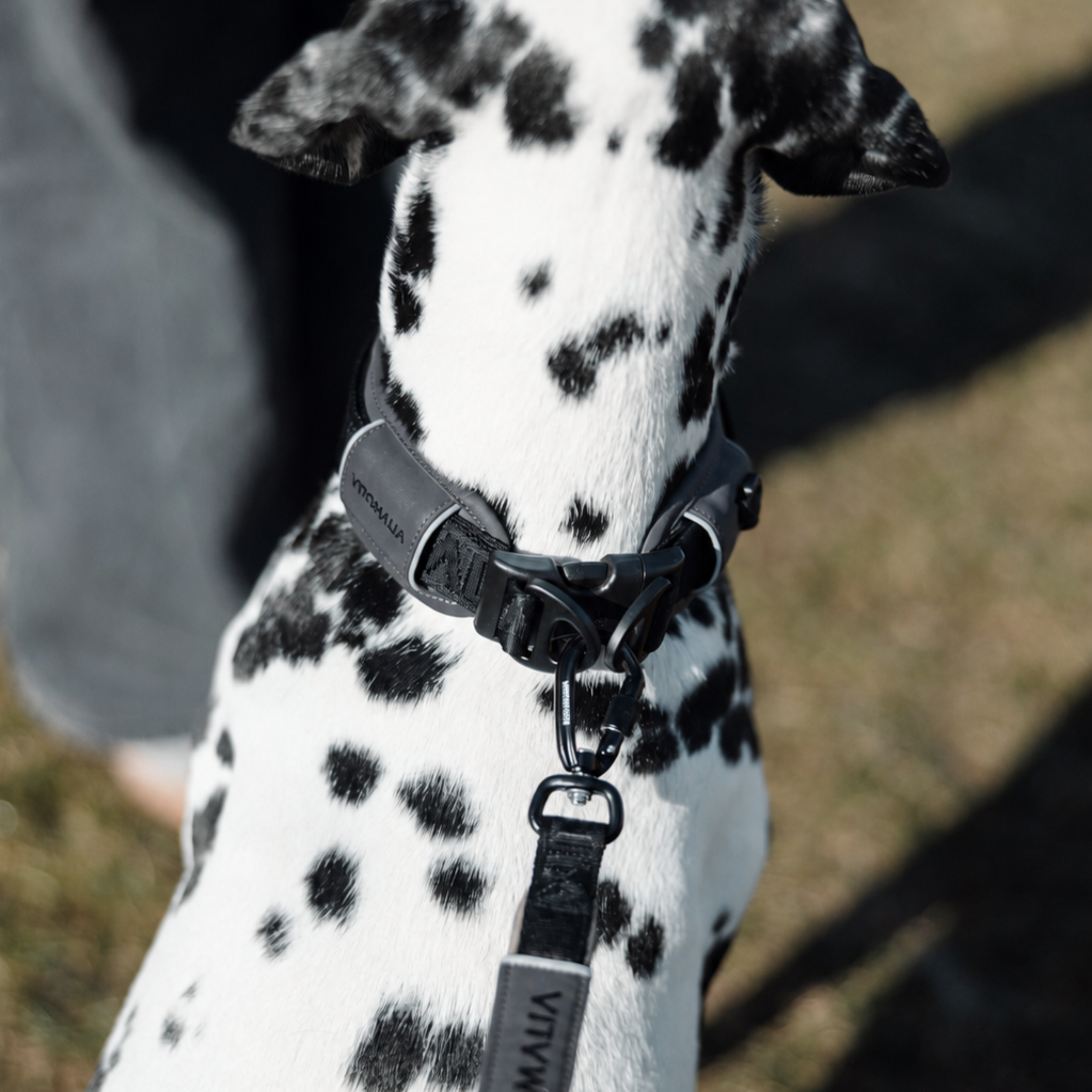 Reflective three-way adjustable Dog Leash Anthracite - 2.2 m