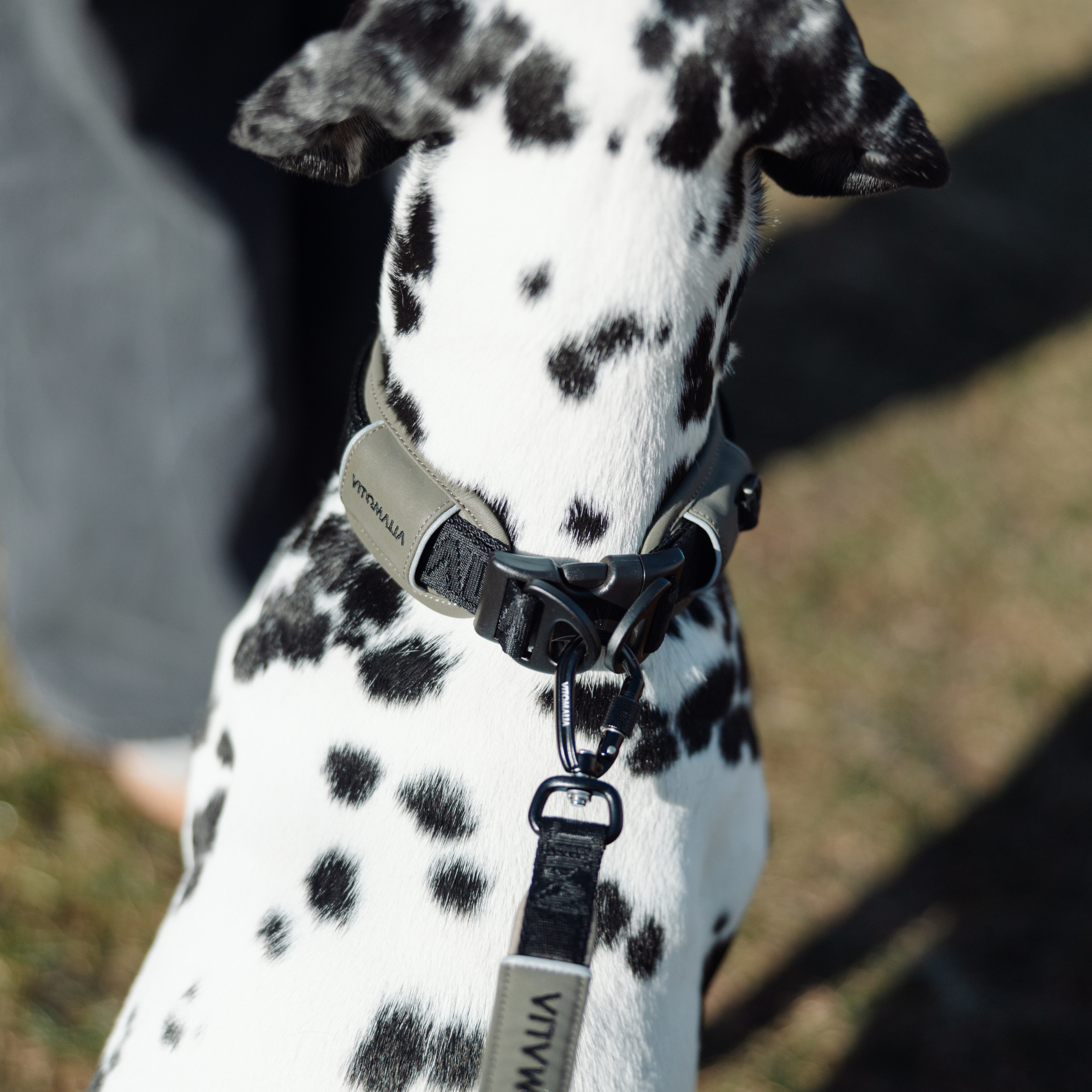 Reflective Dog Collar, khaki