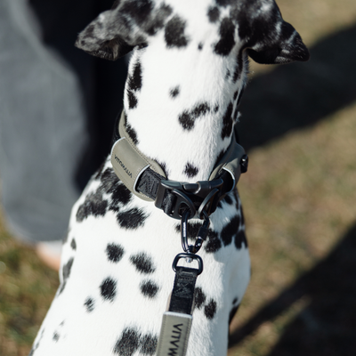 Reflective Dog Collar, khaki