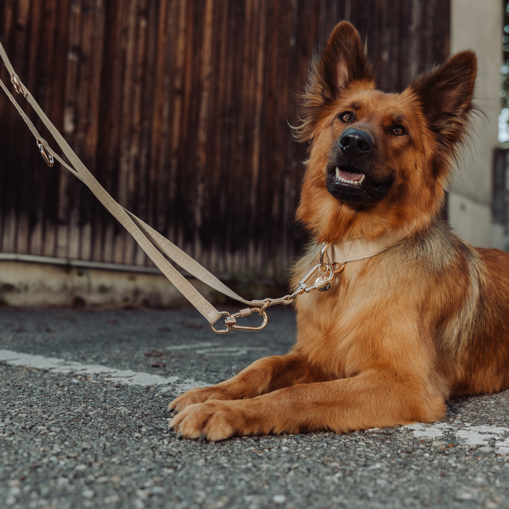 Piñatex Luxus-Hundehalsband - Nachhaltiges Ananas-Leder in Beige - Vitomalia - Hundehalsband