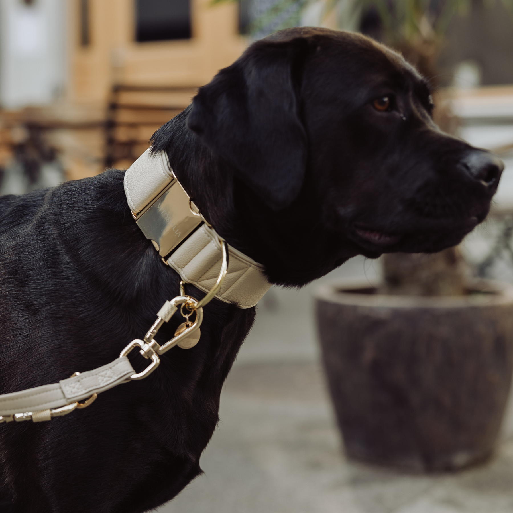 Piñatex Luxus-Hundehalsband - Nachhaltiges Ananas-Leder in Beige – Vitomalia