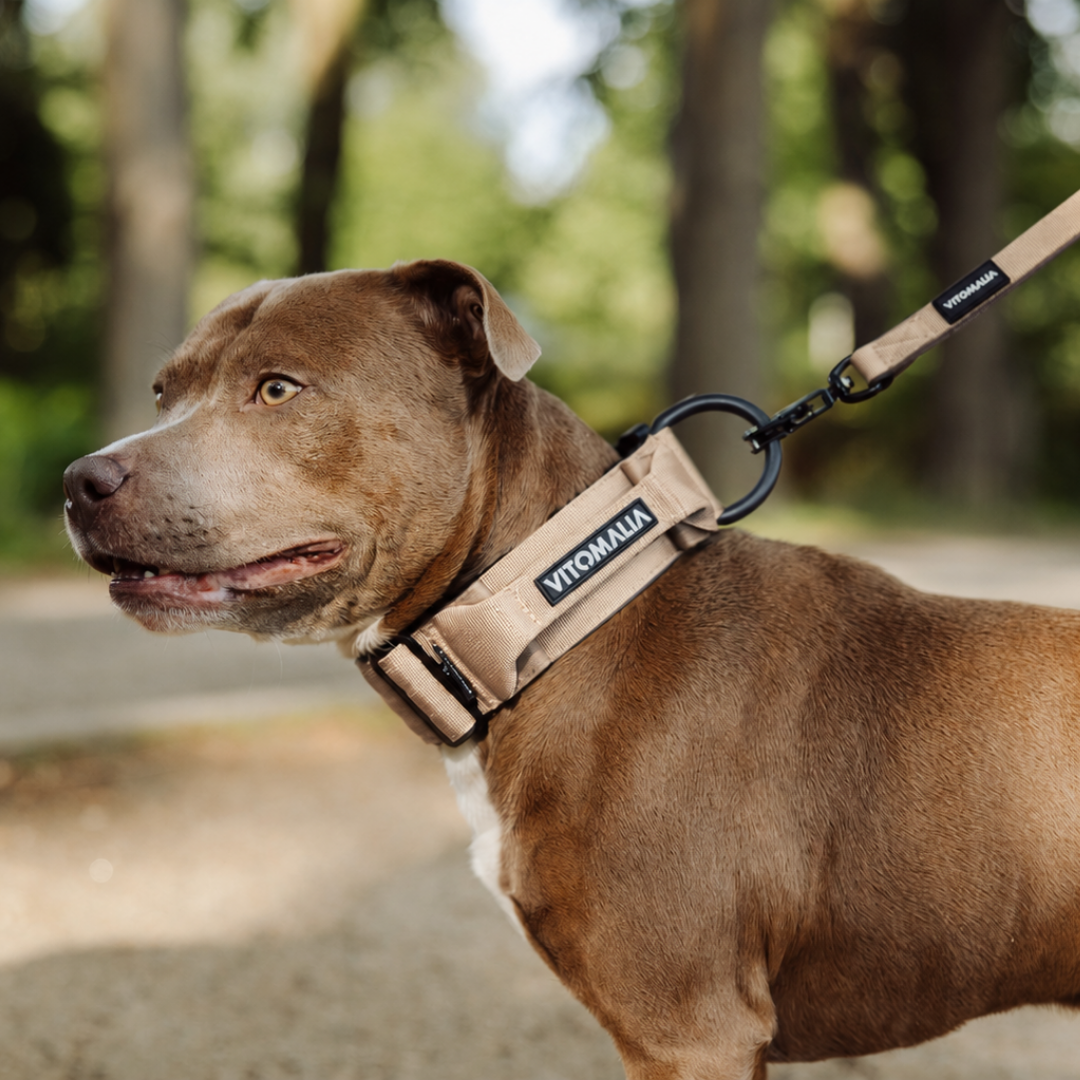 Tactical Dog Collar with load-bearing buckle & magnetic handle - beige