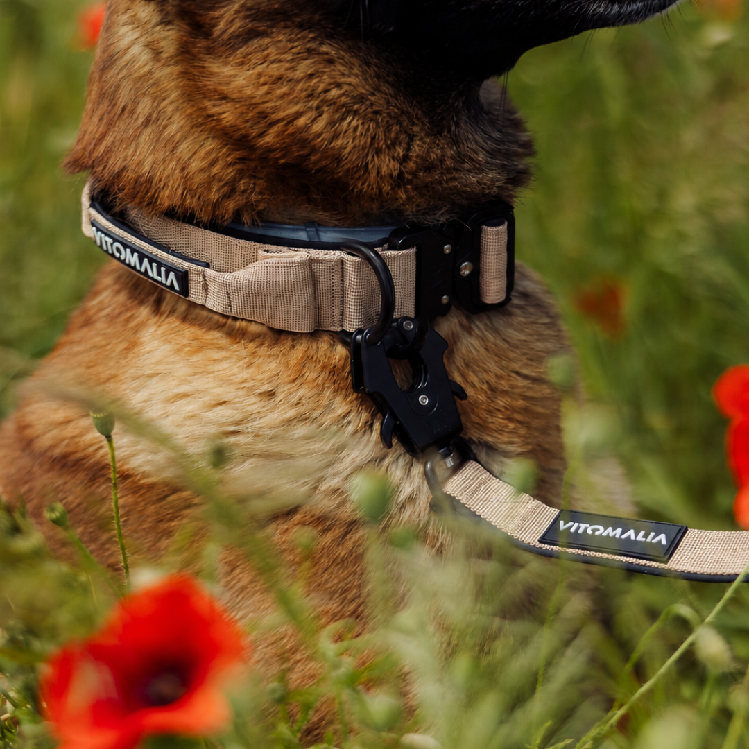 Robustes Hundehalsband mit Sicherheitsverschluss & Magnet-Handgriff – Beige