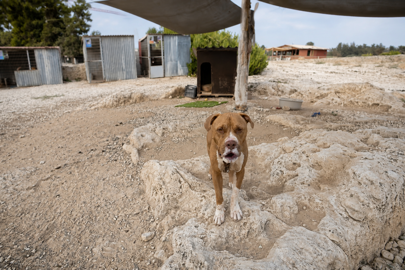 Ein Hund steht in einem kargen Außengelände des Tierheims in Paphos