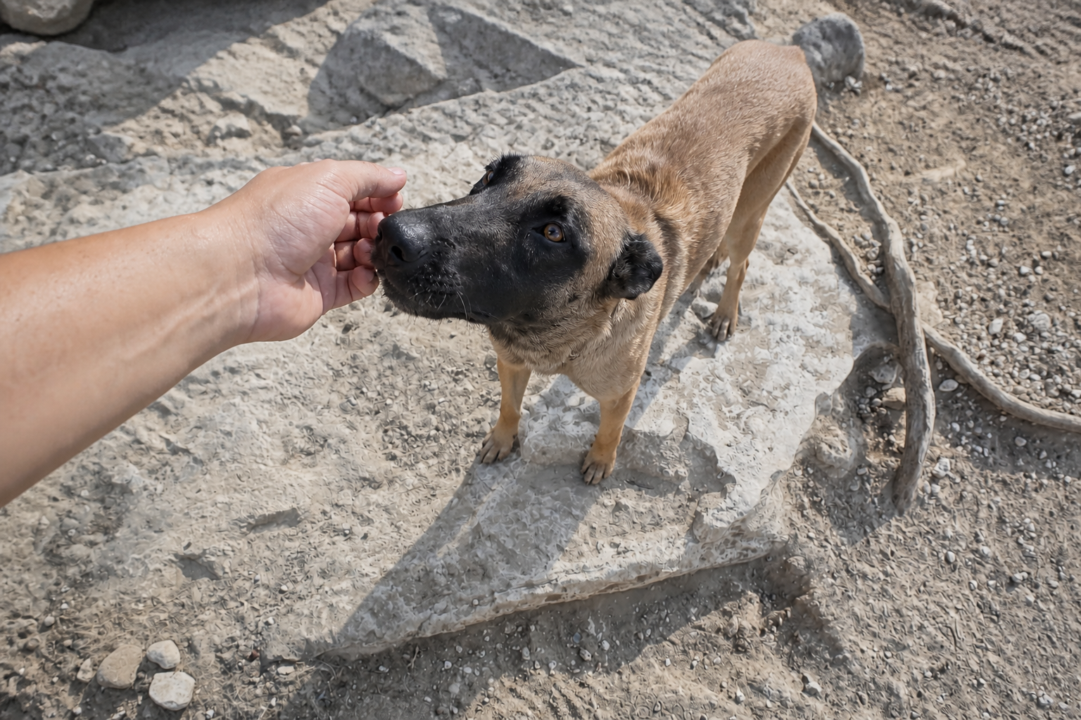 Ein sichtbar sehr schlanker Hund begegnet einem Menschen im Tierheim in Paphos