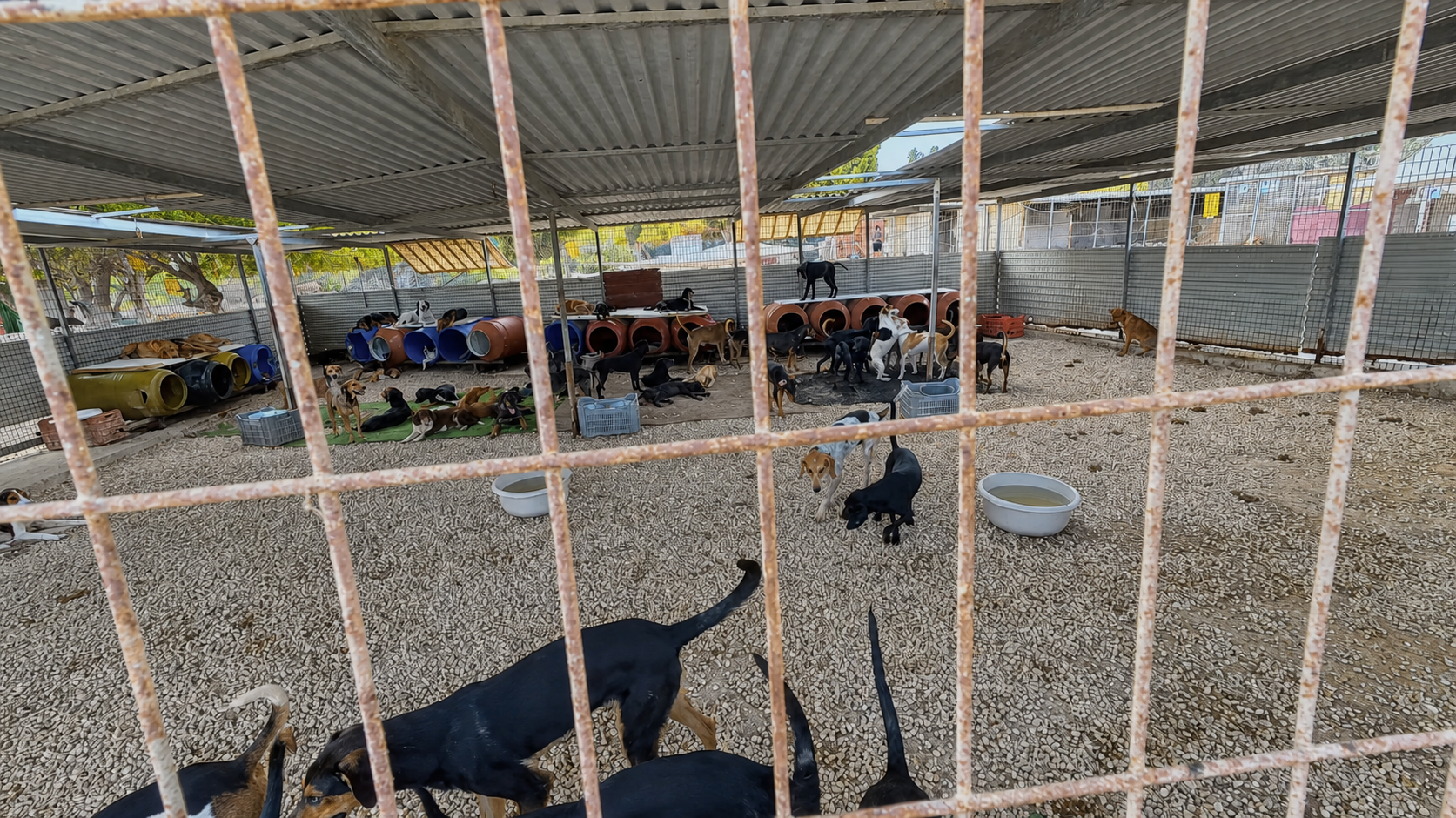 Viele Hunde in einem umzäunten Bereich des Tierheims in Paphos