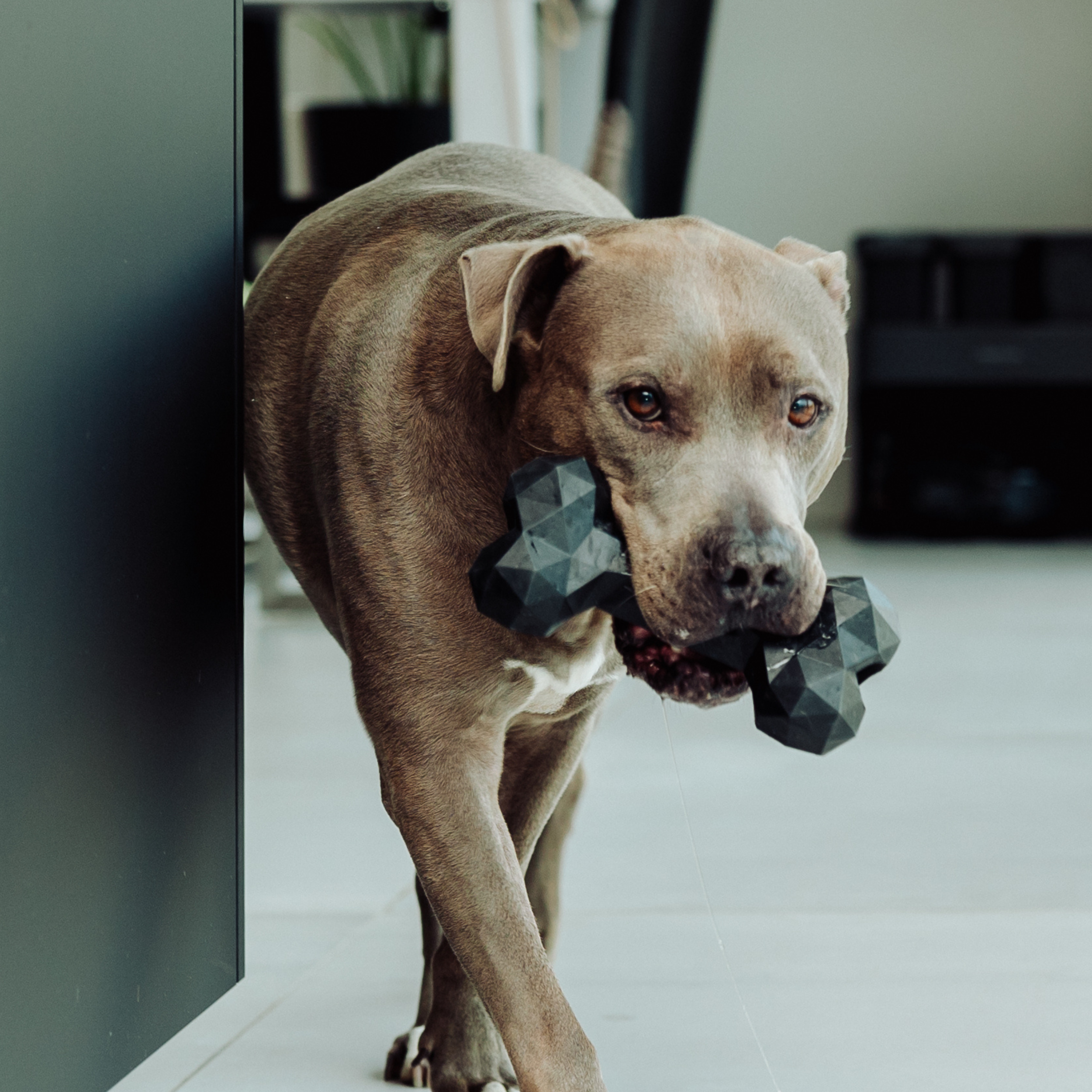 Osso Extreme: gioco da masticare robusto in caucciù naturale per cani, con aroma di manzo, senza BPA né sostanze tossiche