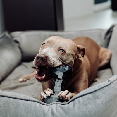 Osso Extreme: gioco da masticare robusto in caucciù naturale per cani, con aroma di manzo, senza BPA né sostanze tossiche