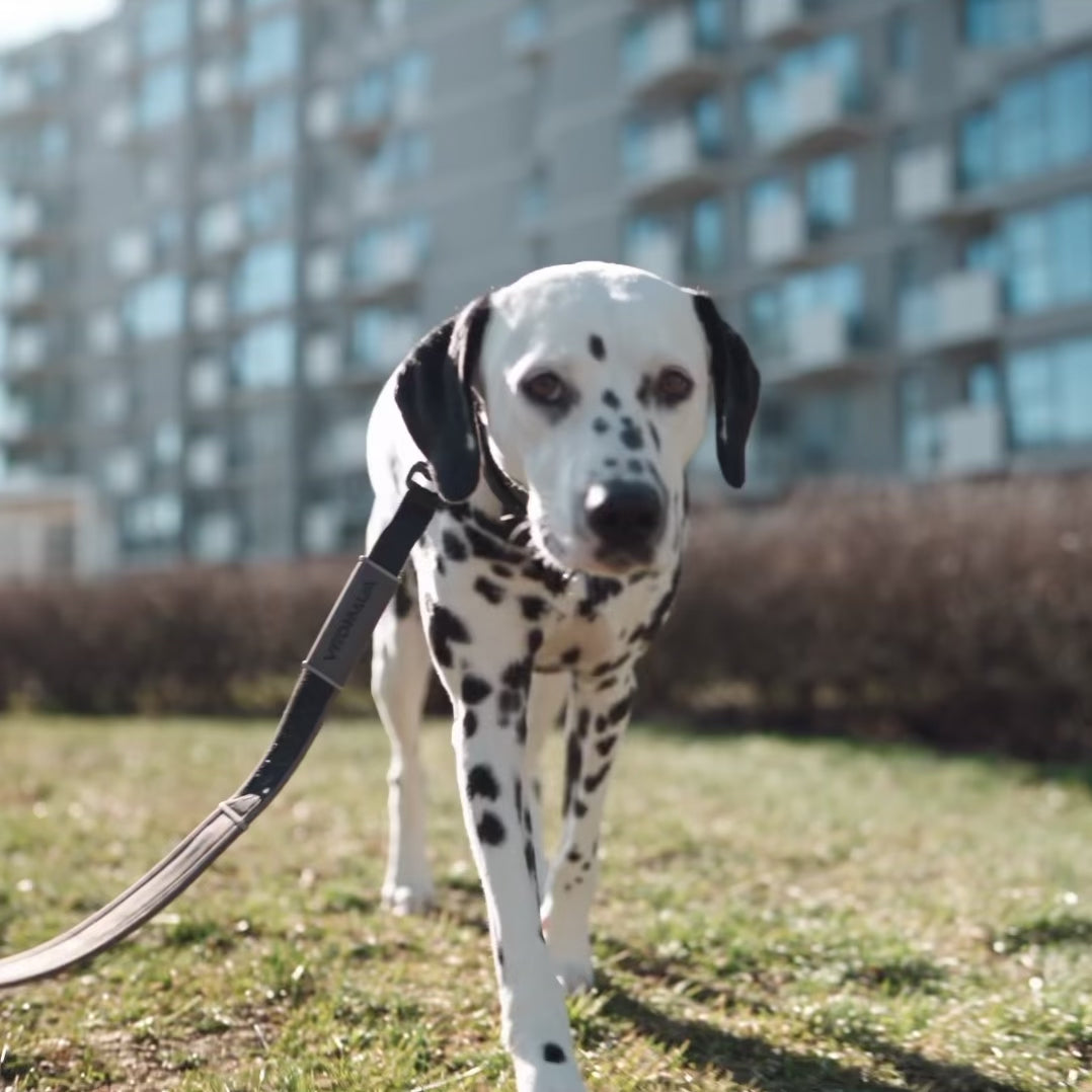 Video laden: Reflektierendes Hundehalsband Anthrazit