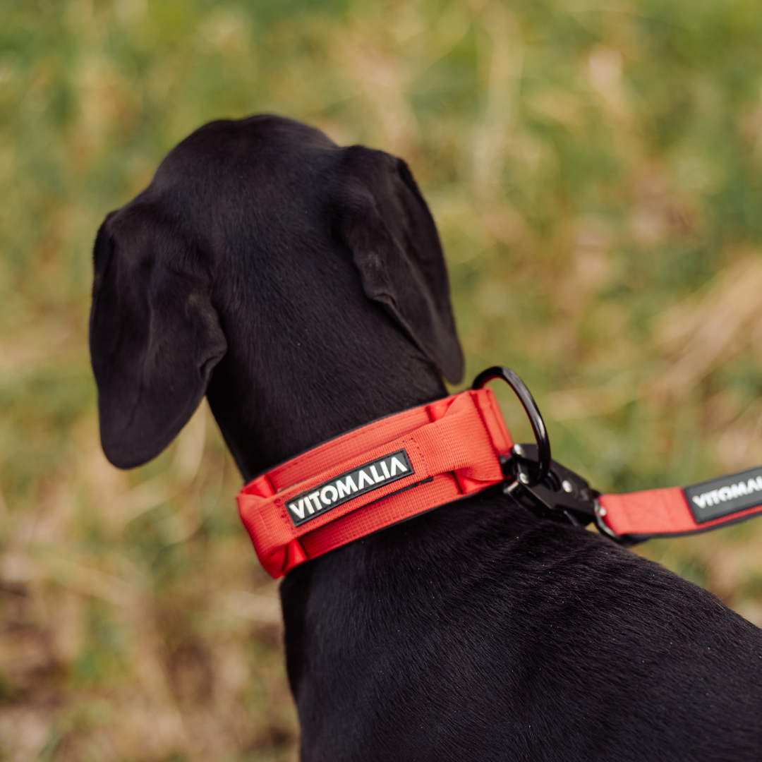 Robustes Hundehalsband mit Sicherheitsverschluss & Magnet-Handgriff – Bordeaux