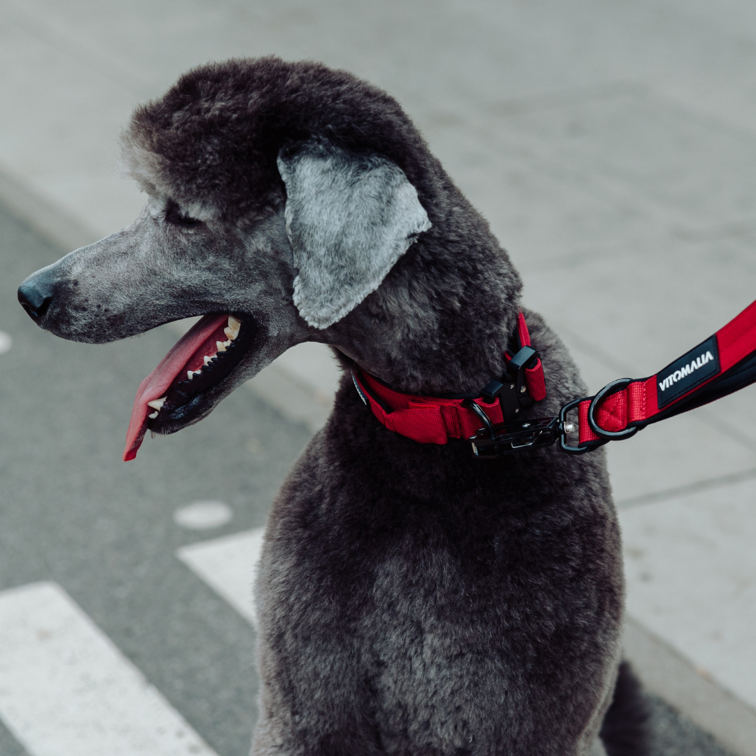Robustes Hundehalsband mit Sicherheitsverschluss & Magnet-Handgriff – Bordeaux