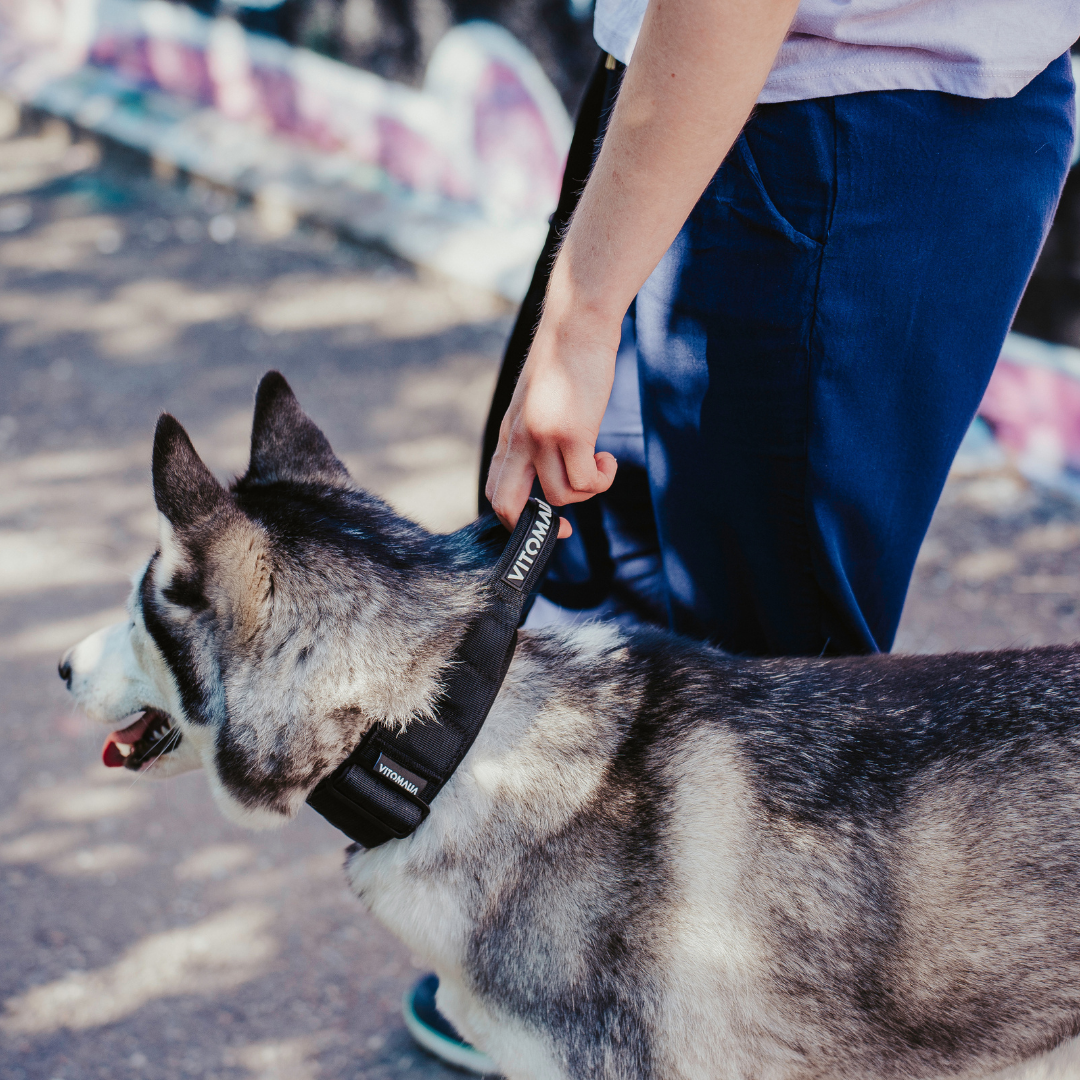 Robustes Hundehalsband mit Sicherheitsverschluss & Magnet-Handgriff – Schwarz