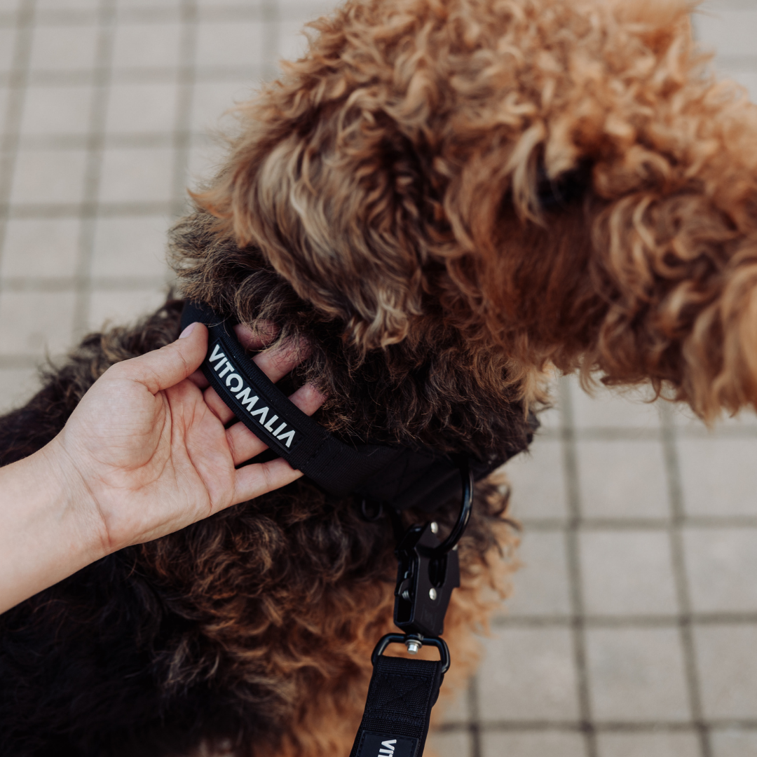 Tactical Dog Collar with load-bearing buckle & magnetic handle - black