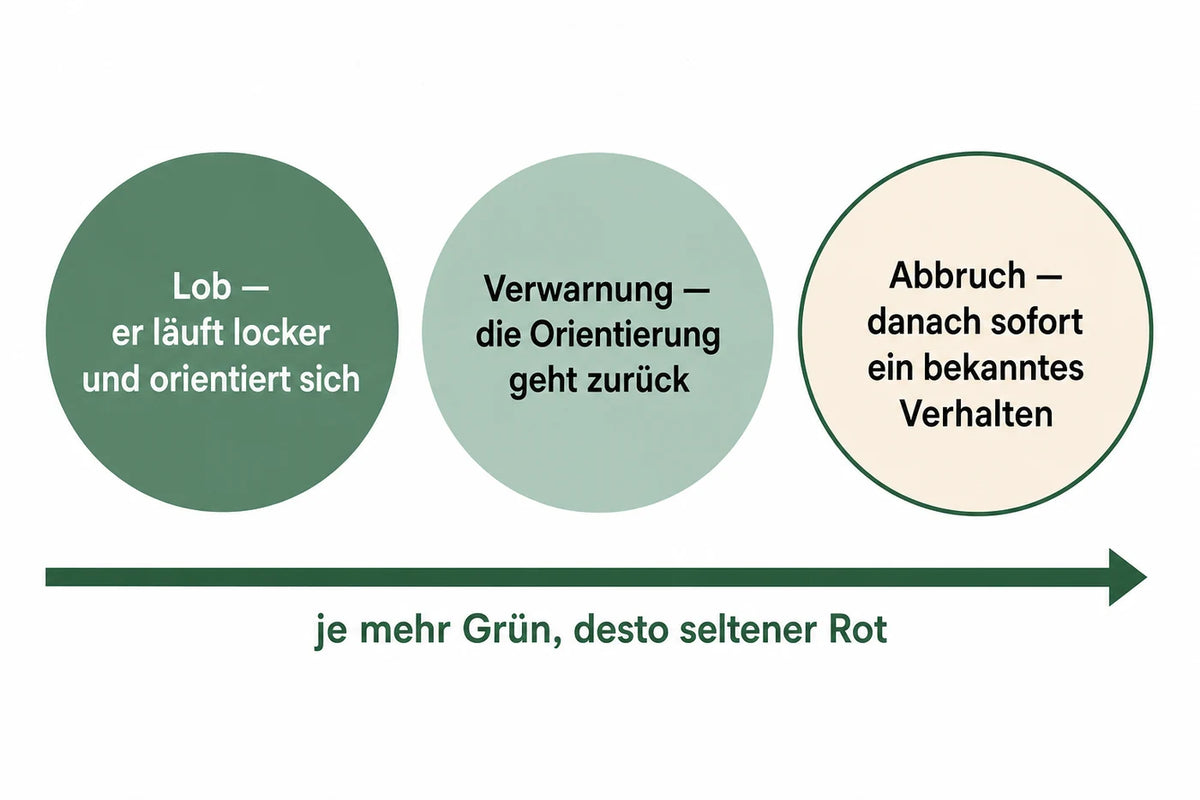 Faire Korrektur an der Leine